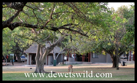 Pretoriuskop Rest Camp