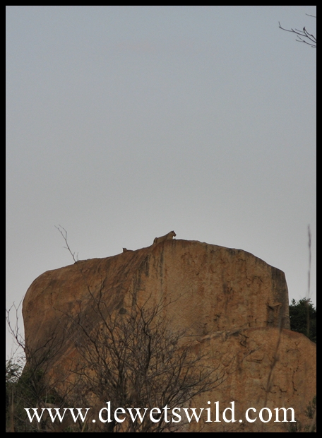 Lioness and cub atop Shabeni 