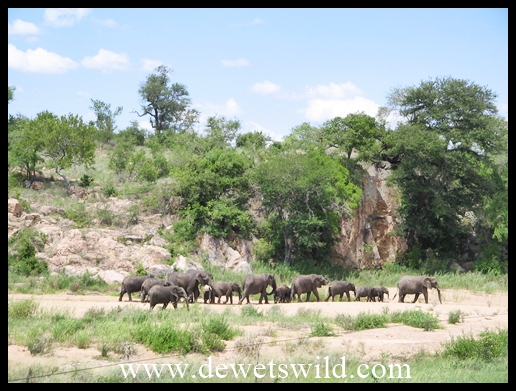 Herd of elephant in the Biyamiti River in front of the camp