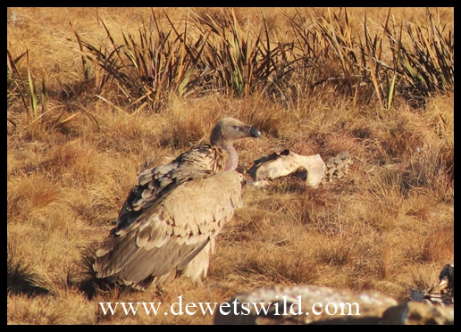 The Cape Griffon is an endangered species