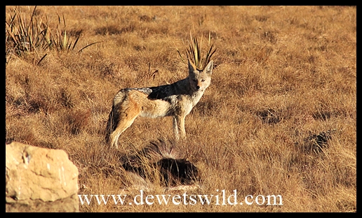 Black-backed jackal
