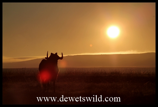 Black wildebeest