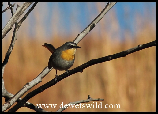 Birdlife abounds around the chalets at the Golden Gate Hotel