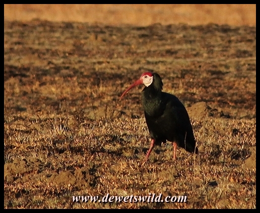 The threatened Southern Bald Ibis
