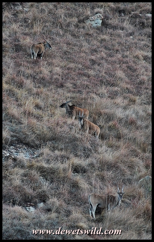 Eland - the largest African antelope