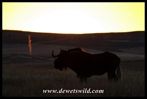 Black wildebeest at dawn