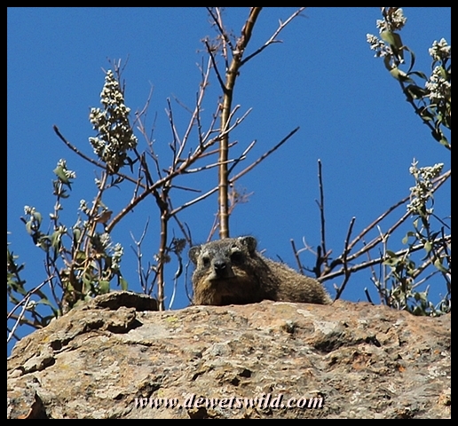 Rock hyrax, or Dassie