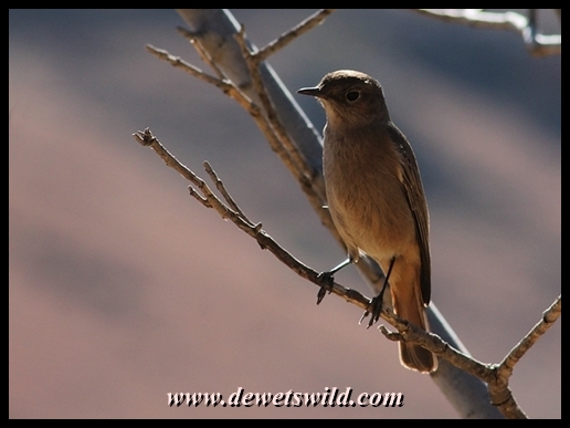 Female African Stonechat