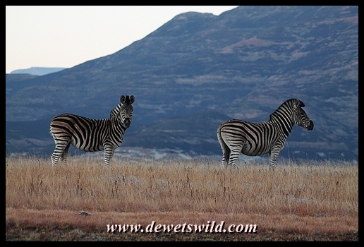 Plains zebra