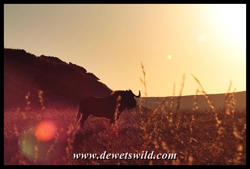 Black wildebeest at dawn