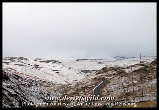 Golden Gate covered in snow