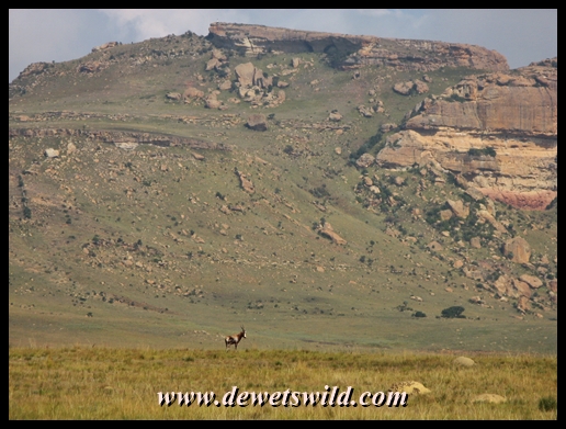 Blesbok dwarfed by Golden Gate's mountains