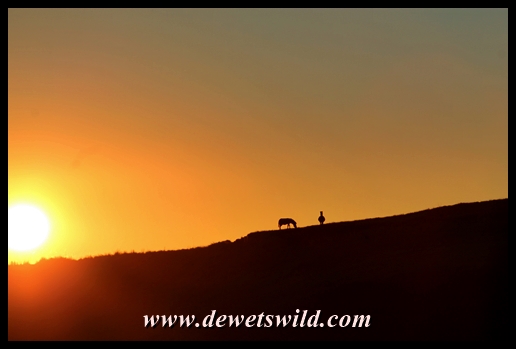 Plains zebra silhouette
