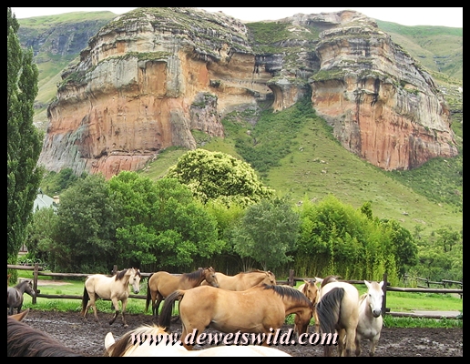 Horses at the Gladstone stable