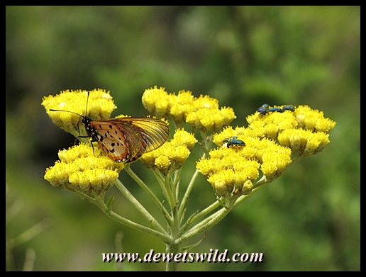 Small fry in Golden Gate