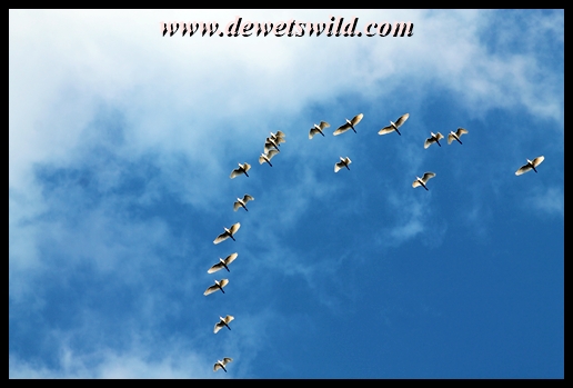 Egrets over Glen Reenen