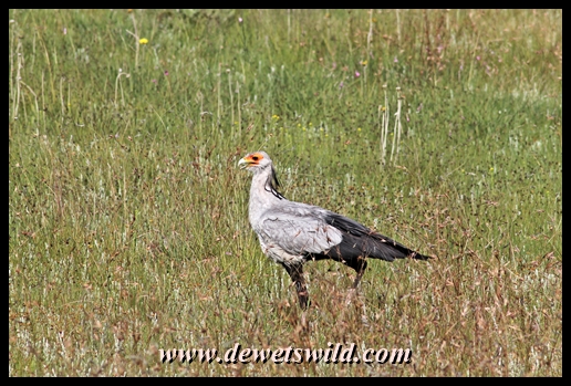Secretary Bird