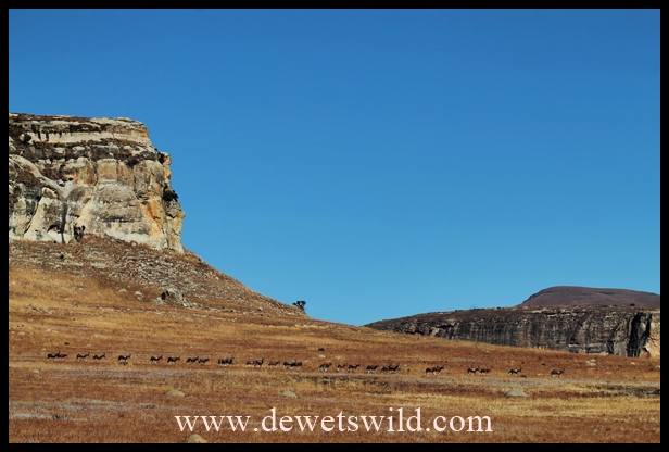 GoldenGateAug20130803