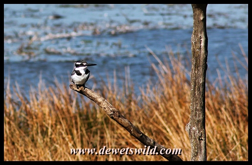 Loskop Hide: pied kingfisher