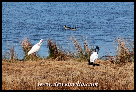Loskop Hide: sacred ibis, spoonbill and yellow-billed ducks