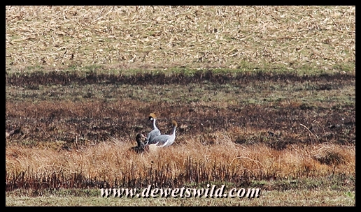 Crowned Cranes in a patch of long grass