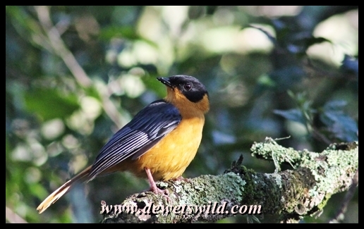 Chorister Robin-Chat