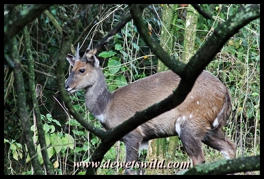 Bushbuck