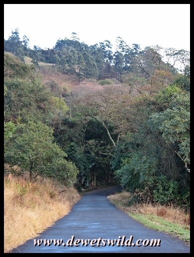 The road through the reserve