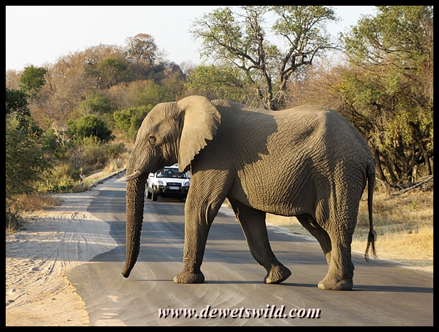 World Elephant Day 2013