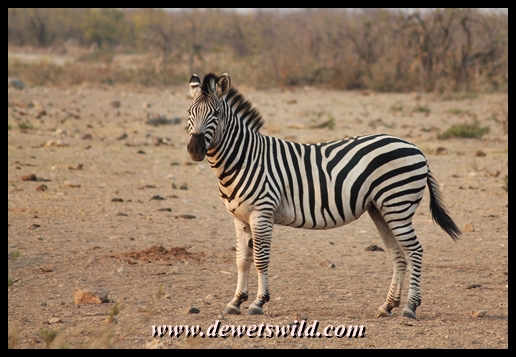 Plains zebra, Malopenyana