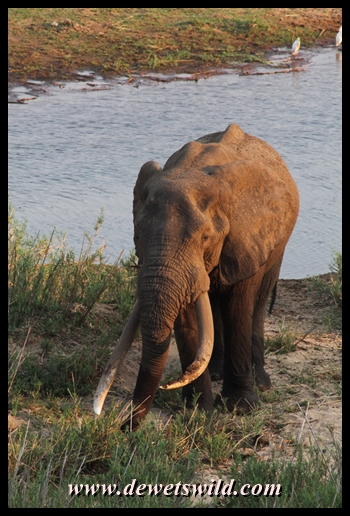 Tusker Masthulele, Letaba