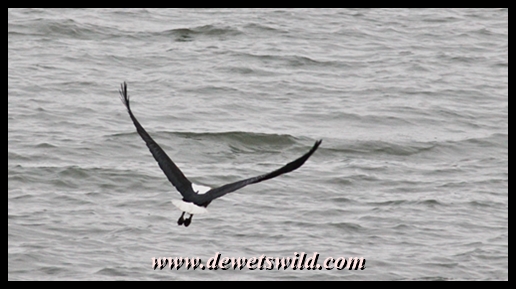 Fish eagle in low-level flight over Midmar