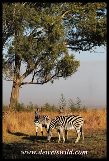 Plains zebra in the game park at Midmar