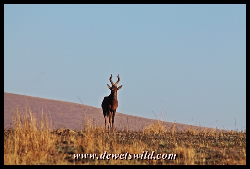 Red hartebeest in the game park at Midmar