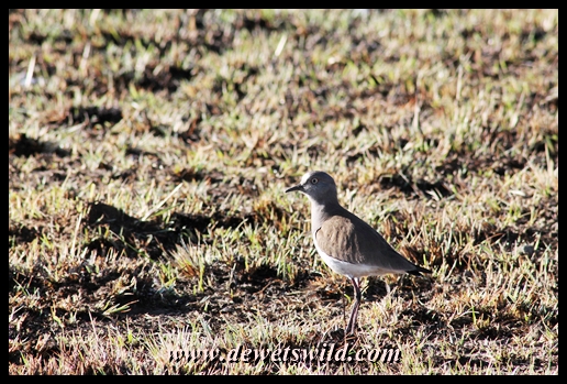 Black-winged lapwing