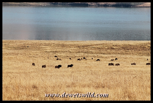 Black wildebeest