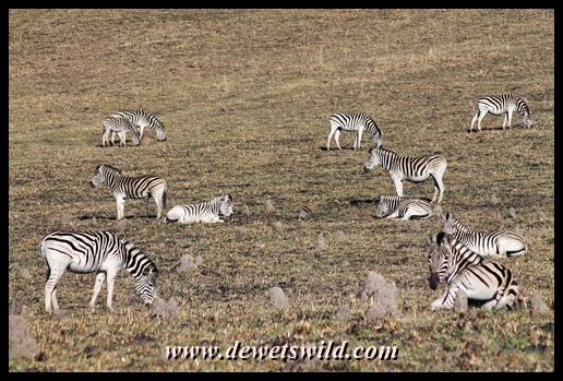 Plains zebra in the game park at Midmar