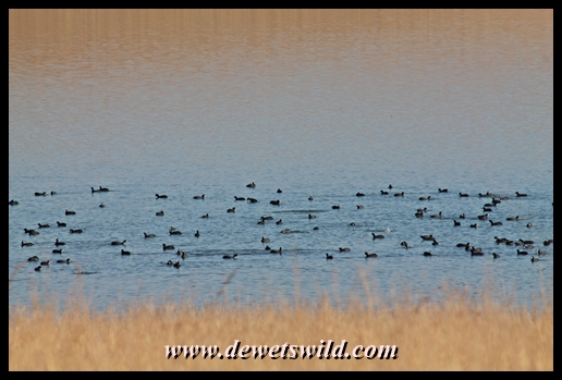 Huge flock of red-knobbed coot at Midmar