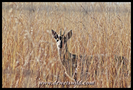 Common duiker in the game park at Midmar