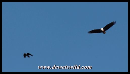 Fish eagle being followed by a pied crow