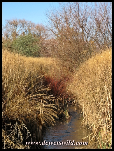 Tranquil nature scene at Midmar