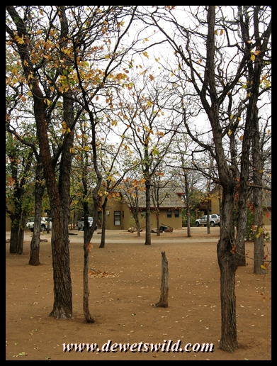 Shingwedzi accommodation