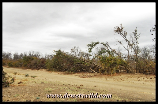 Bent trees and shrubs along the Shingwedzi river