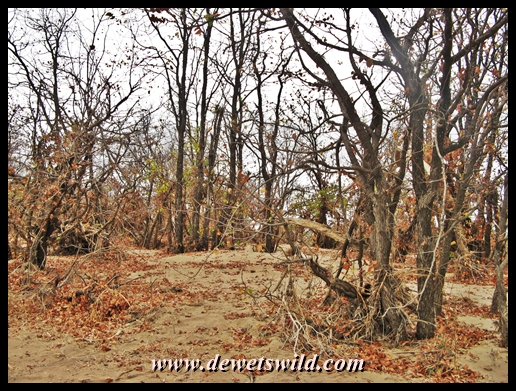Deep sediment deposits where the Shingwedzi burst its banks