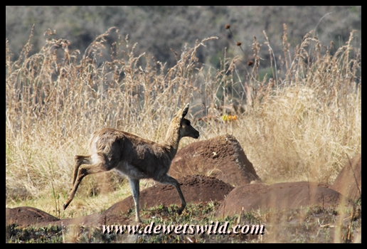 Reedbuck