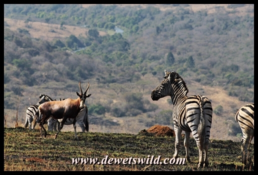 Zebra and Blesbok in Umgeni Valley