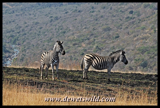 Zebra in Umgeni Valley