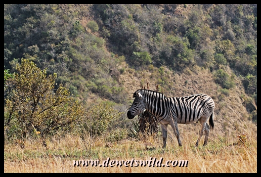Zebra in Umgeni Valley