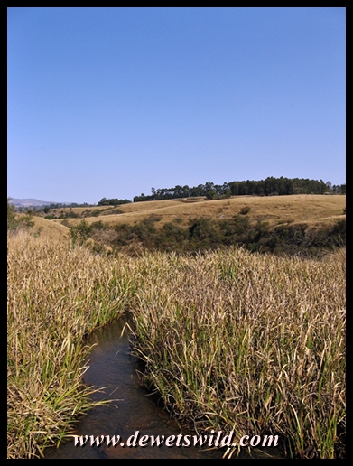 Umgeni Valley Nature Reserve