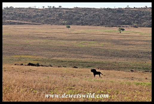 Black wildebeest